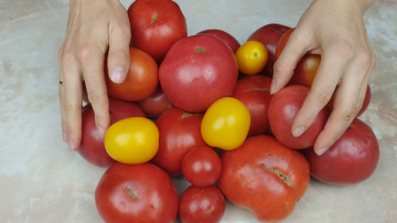Den nemmeste høst af tomater til vinteren