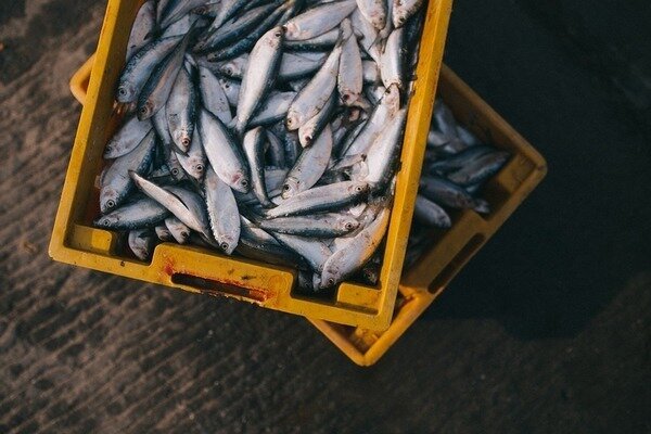 Du kan købe fisk uden frygt - den blev fanget om morgenen (Foto: Pixabay.com)