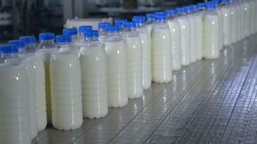 Hvad der virkelig gør mælken? Fortæller hvordan man skelner en falsk