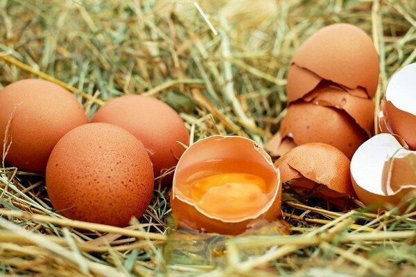 Æg bør ikke spises friske, da dette truer udseendet af parasitter i kroppen. (Foto: Pixabay.com)