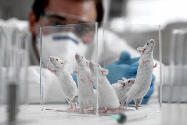 Forskningen viste sig at være meget vigtig, men det er vigtigt at overveje, at strukturen hos rotter og mennesker stadig er forskellig (Foto: newsland.com)