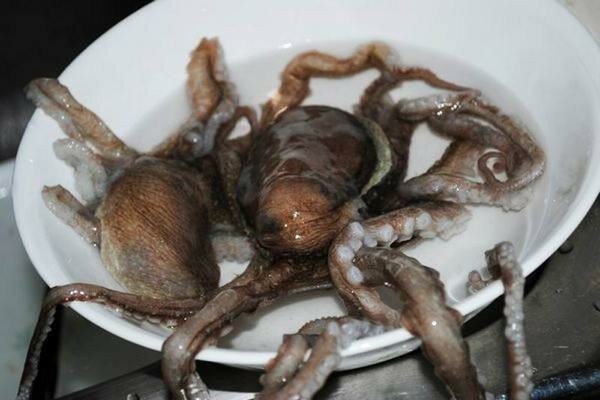 En levende blæksprutte kan lave en god middag (Foto: prompx.info)
