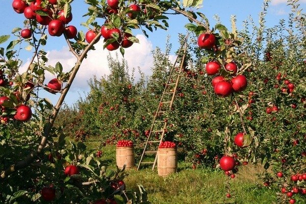 Bare et æble kan dræbe en dårlig lugt. (Foto: Pixabay.com)