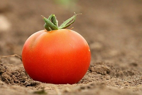 Mange mennesker opbevarer tomater i køleskabet. Det viser sig, at dette er en fejltagelse (Foto: Pixabay.com)