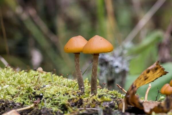 Denne svampe ligner meget almindelige honningsvampe (Foto: Pixabay.com)