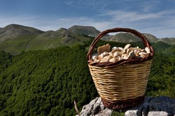 Hvilke svampe indsamlet på Krim?